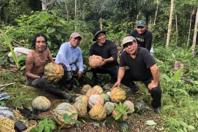 Pumpkin harvest with the Guna people