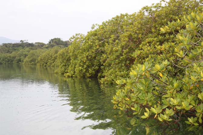 Important mangrove ecosystems for the aquatic biodiversity in the area