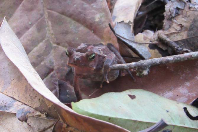 Native frog, Rhinella alata