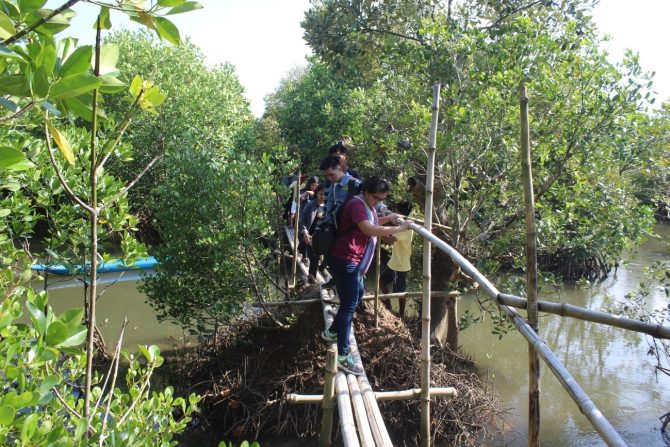 Mangroves rehabilitated by AFA and will soon be converted into an ecotourism area