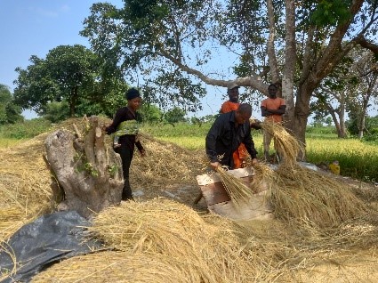 Local brown rice being harvested both manually and with a combined harvester