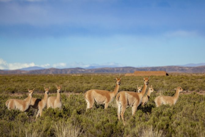 A wild Vicuña and the Andean altiplano
