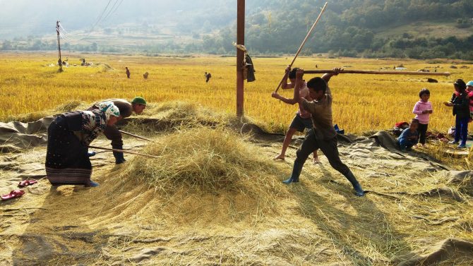 Harvesting of landrace rice (Oryza sativa ssp. japonica) 