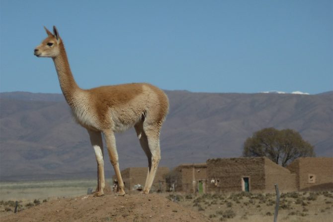 A wild Vicuña and the Andean altiplano