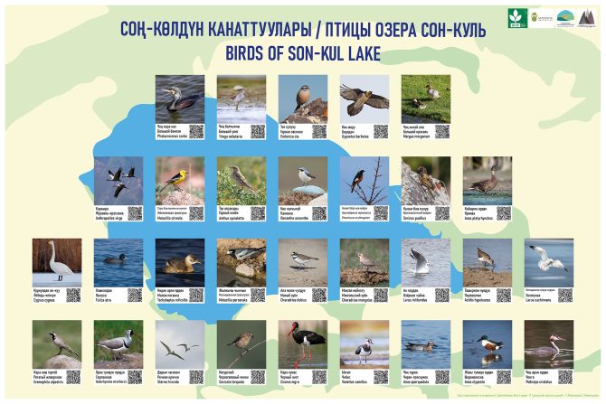 Birds of Son Kul Lake