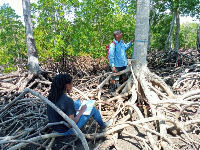 Feasibility study in the mangrove forests