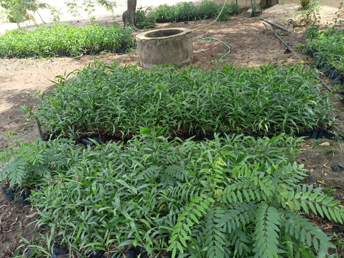 Seedlings inspected at Wildlife Services Nursery in Anloga before planting at Keta