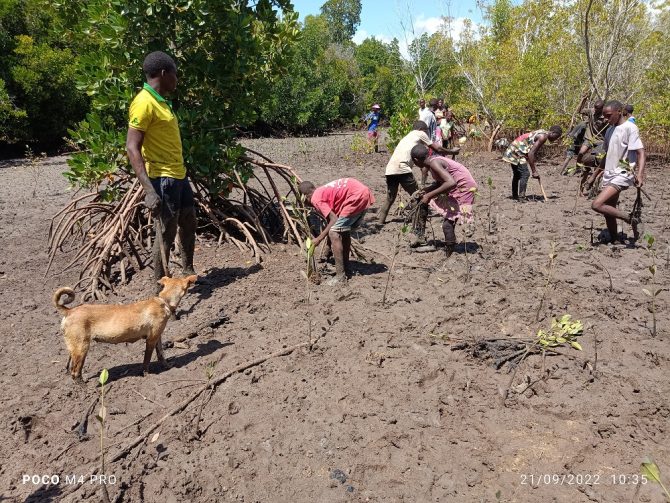 Mangrove planting with the local communities
