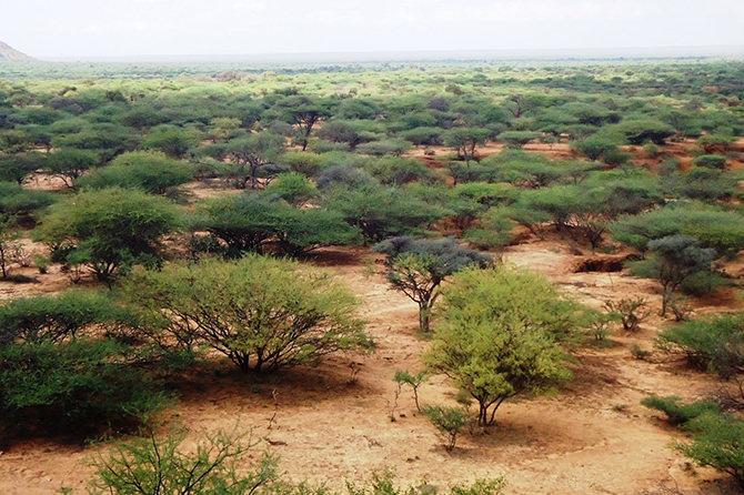 Acacia-Commiphora woodland ecosystems are essential for producing gum and resin as well as managing the environment in the drylands of Ethiopia's Somali region