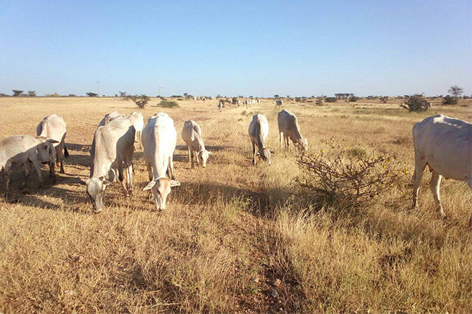 Local pastoralist communities rely on grassland ecosystems for the fodder for their livestock