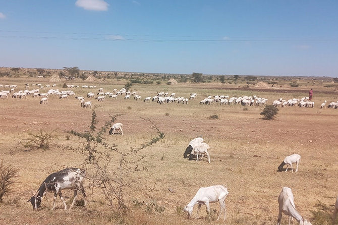 Livestock husbandry that local communities rely on for their livelihoods