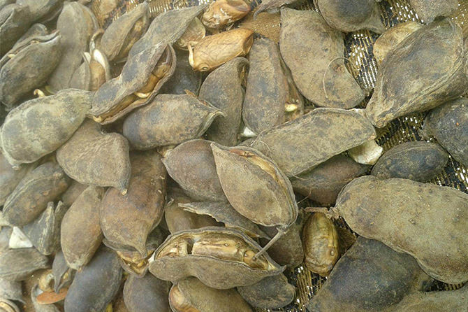 Cordeauxia edulis (Yeheb) seeds collected by local communities for consumption and sale. 