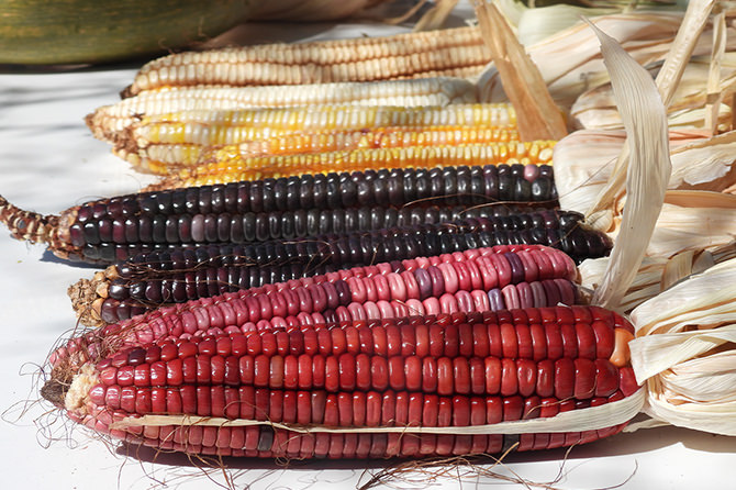 Landrace maize from Jalisco. Photo: Malin Jönsson.