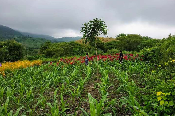 Milpa and flower cultivation, in the mountains of Guerrero. Photo: Marcos Cortez.
