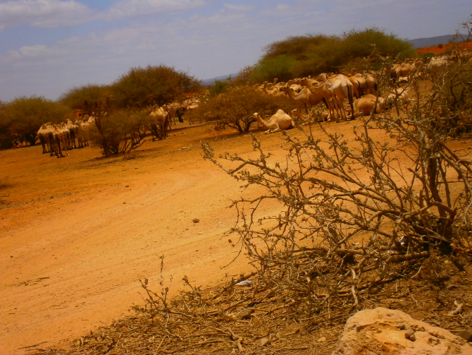 Livestock (Camel) husbandry on which the local community depends for their livelihood in the Somali Region of Ethiopia