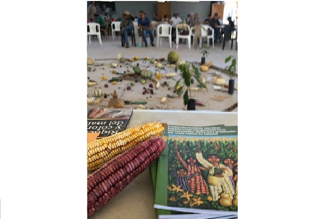 Seed exchange fair and presentation of the publication: “Taking care of our seeds: defending, protecting and conserving landrace maize in six regions in Mexico”, Jalisco. Photo: Malin Jönsson