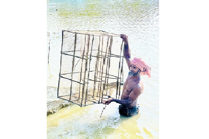 A man collects crabs from integrated cultivation of some mangrove faunal species—crabs, oyster or fishes (e.g. shrimps and Bhetki (Lates calcarifer)) and floral species—Golpata (Nypa fruticans), Keora (Sonneratia apetala), Goran (Ceriops decandra), Hargoza (Alanthus ilicifolius) and Baen (Avicennia species), etc under Community-based Mangrove Agro Aqua Silvi (CMAAS)
