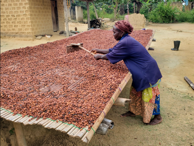 A woman drying out cocoa beans