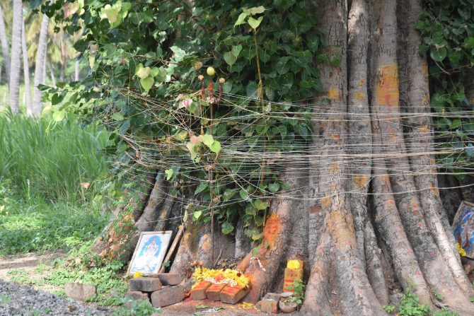 Sacred grove and Sthalavrisha