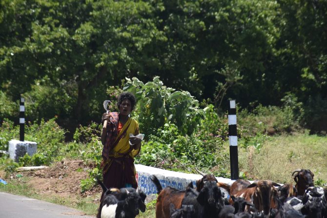 Tribal people herding goats for livelihood