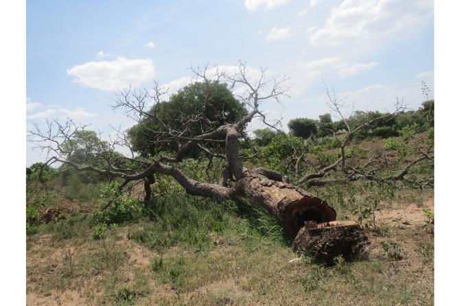 An illustration of the ongoing loss of the traditional farming practices that retained indigenous plants in crop fields. Trees in gardens and field borders are being lost without replacement and marginal areas traditionally left to nature and livestock are being cleared for short-term crop gains and very slow if any recovery happens when abandoned. 