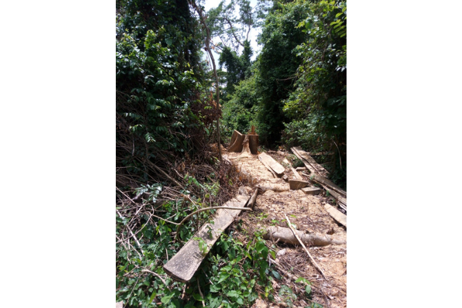 Degradation of the Hounzoun Sacred Forest due to overexploitation of woody species by local populations to meet their wood needs.