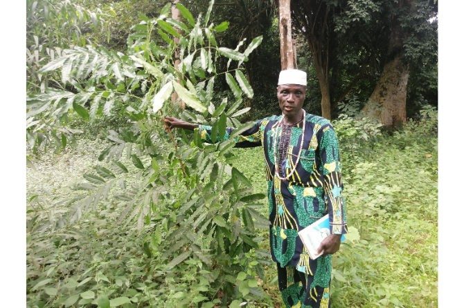 Enrichment of the Assanmèzoun Sacred Forest with a species listed by the IUCN in Benin (Khaya senegalensis)