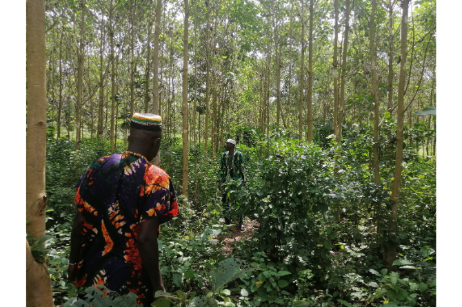 Plantation of Gmelina arborea established in the surrounding lands to reduce pressure on the natural resources of the Domèzoun Sacr