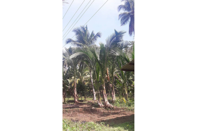 Sago palm for thatch production (for roofing)