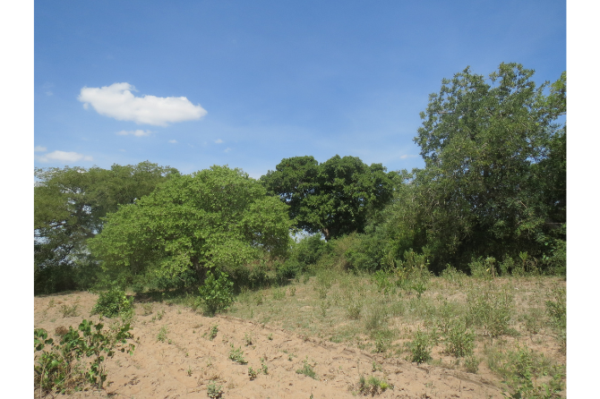 Traditional form of farming where indigenous trees are retained in field borders and within fields. This practice is rapidly disappearing. A Flacourtia spp. bush is in the left, retained within a field border. 