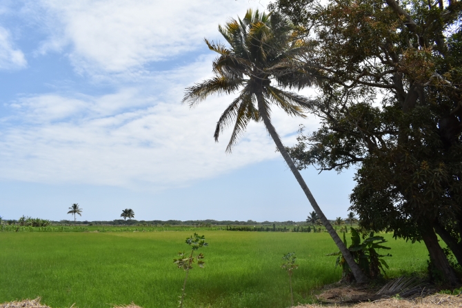 Organic rice cultivation in the buffer zone of the ACUS Community